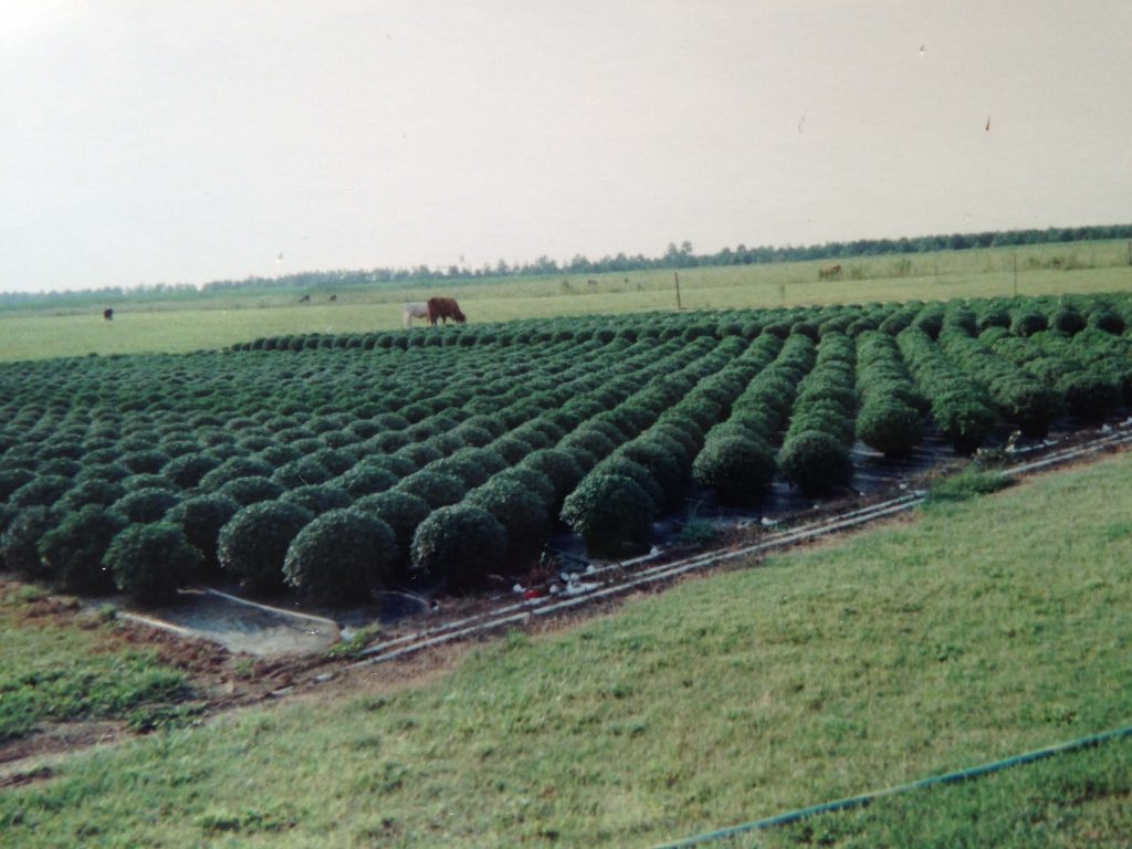 Country Garden Country Garden Nursery in DeRidder, Louisiana